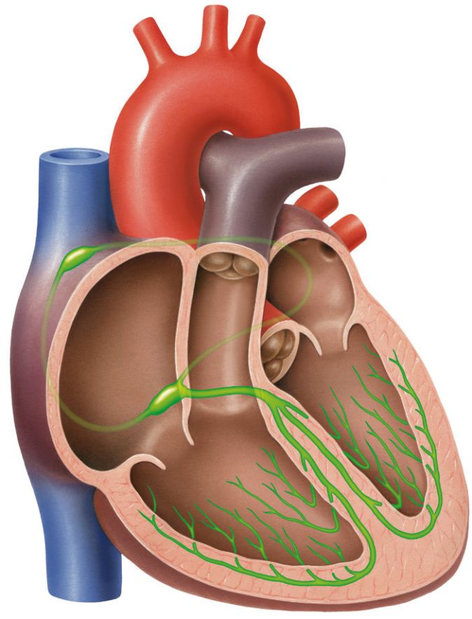 Sinus-Knoten und AV-Knoten des Herzens
