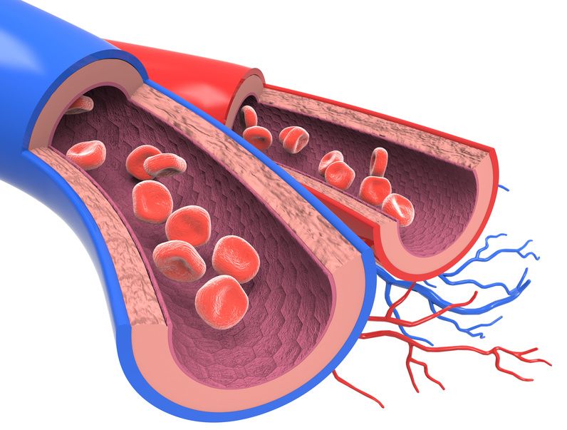 Arteries and veins