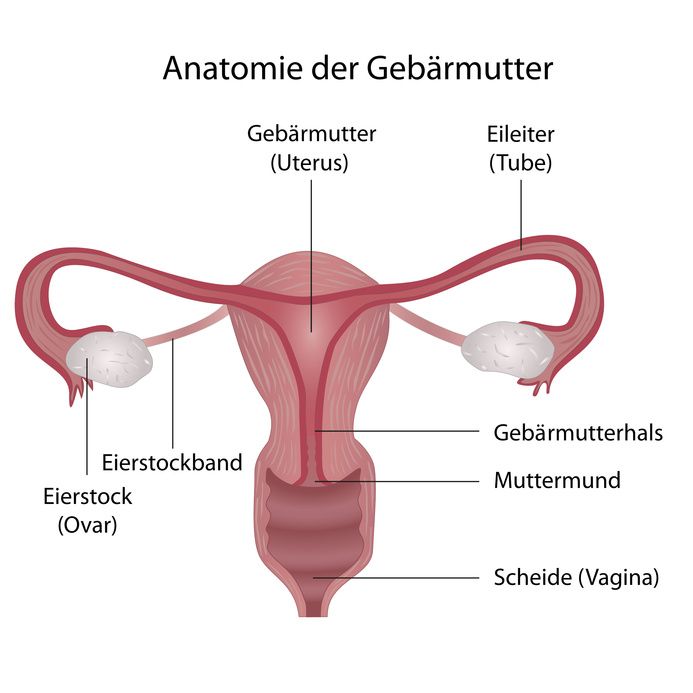 weibliche Geschlechtsorgane Anatomie