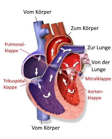 Herz mit Blutfluss und Herzklappen
