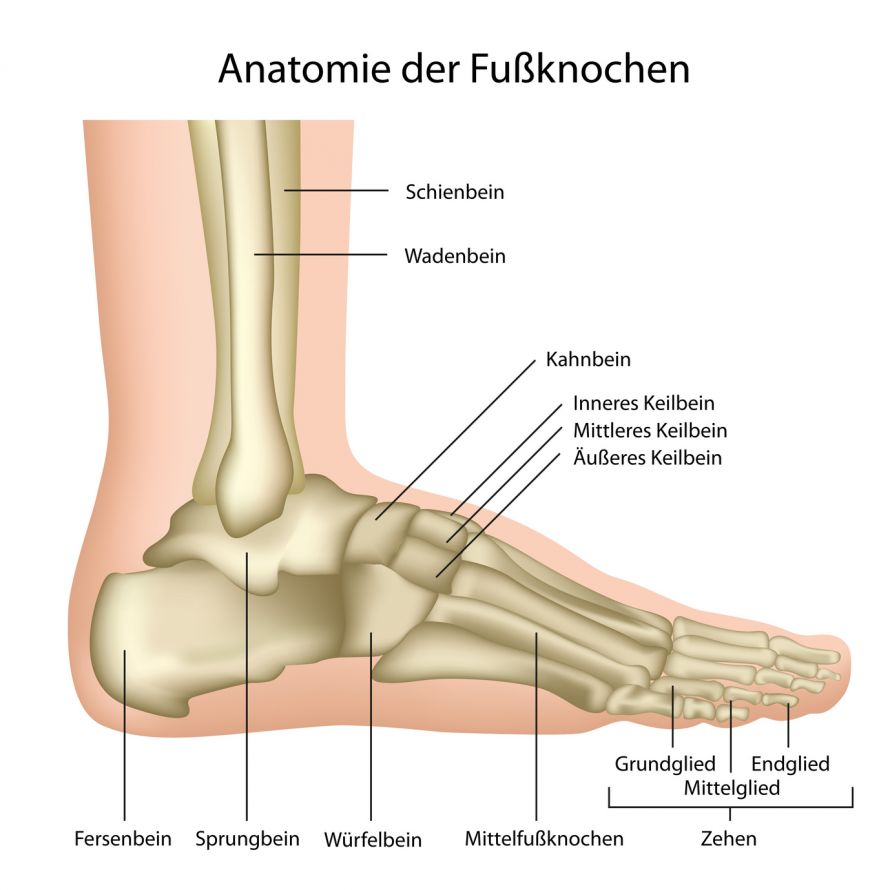 Anatomie Fußknochen