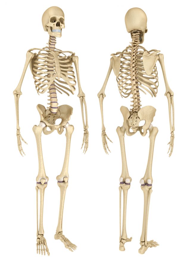 Skelettsystem des Menschen