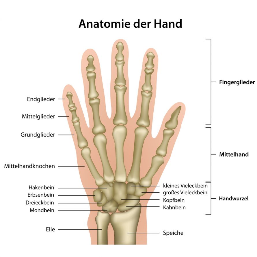 Anatomie Handgelenk