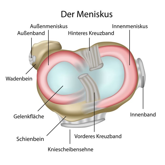 Meniskus Anatomie