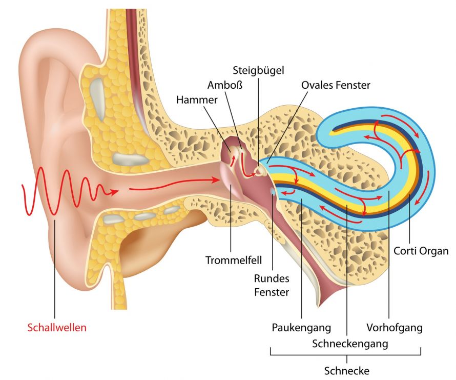 Anatomie menschliches Ohr
