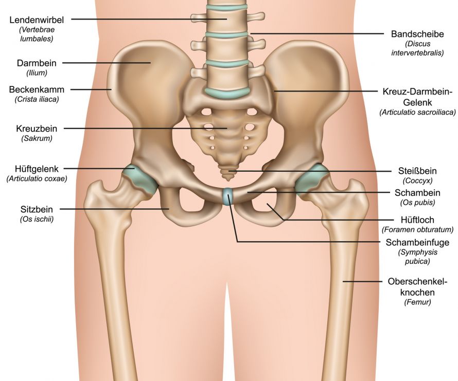 Anatomie Hüfte und Becken