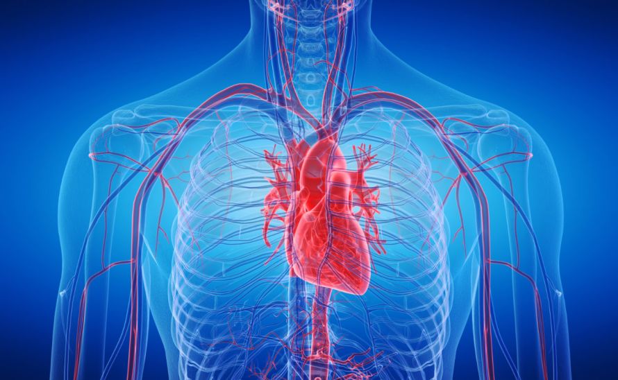 Lage und Größe des menschlichen Herzens