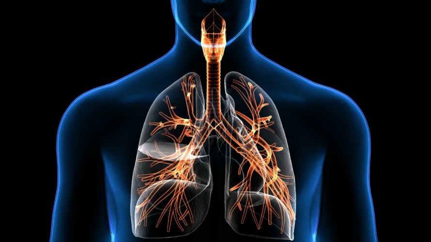 Luftröhre und Lunge