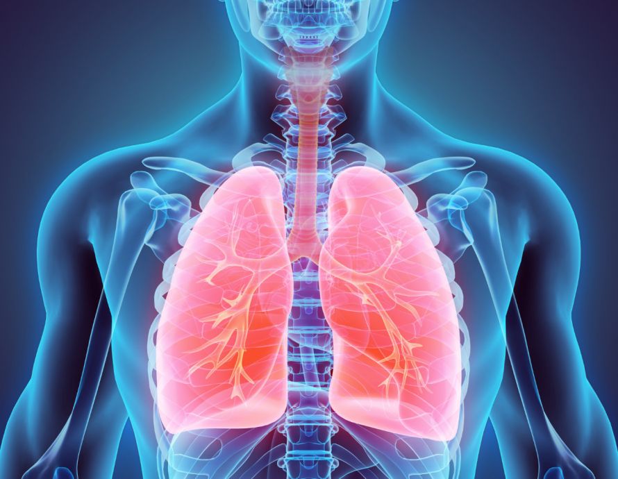 Die Lage und Anatomie der Lunge im menschlichen Körper