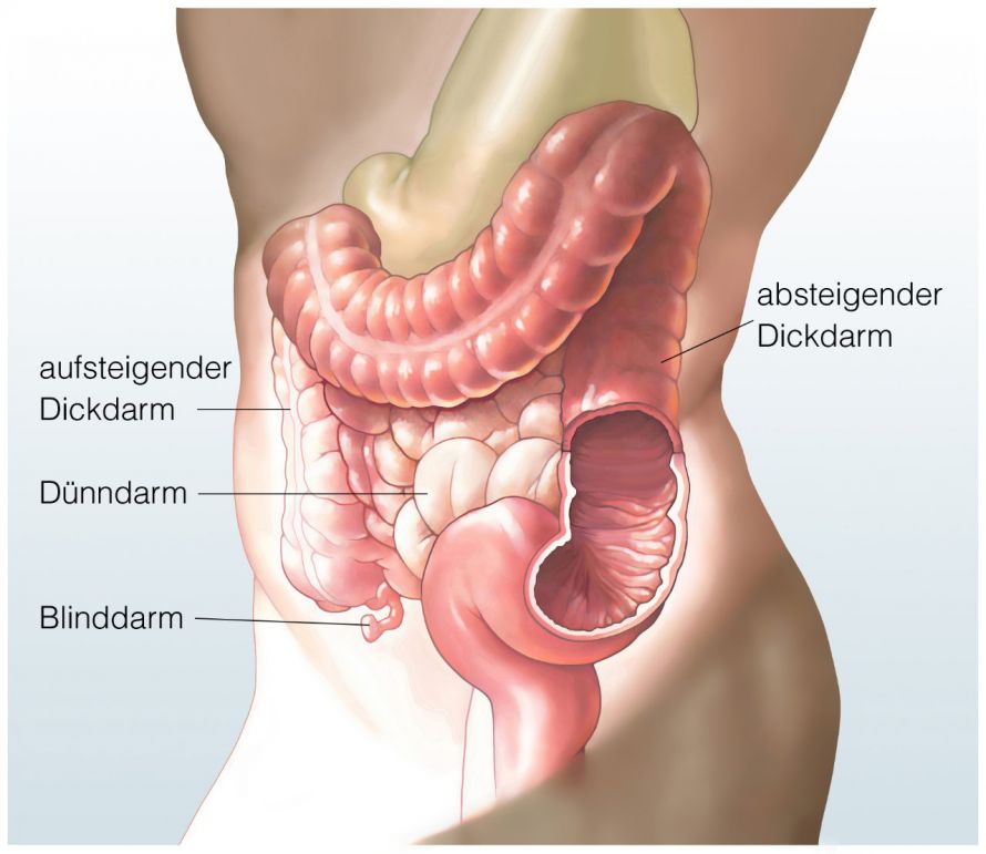 Die Anatomie des Darms
