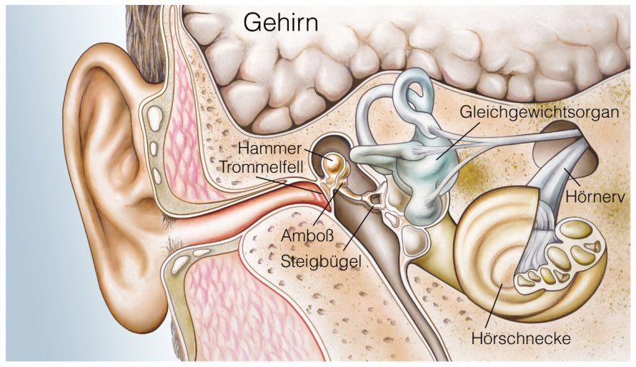 Die Anatomie des Ohres