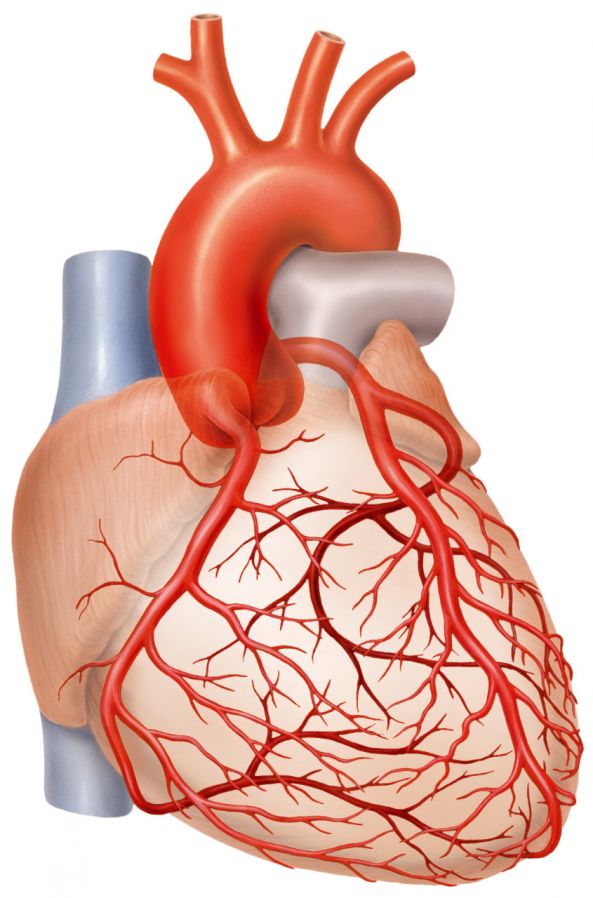 Das Herz und die Herzkranzarterien
