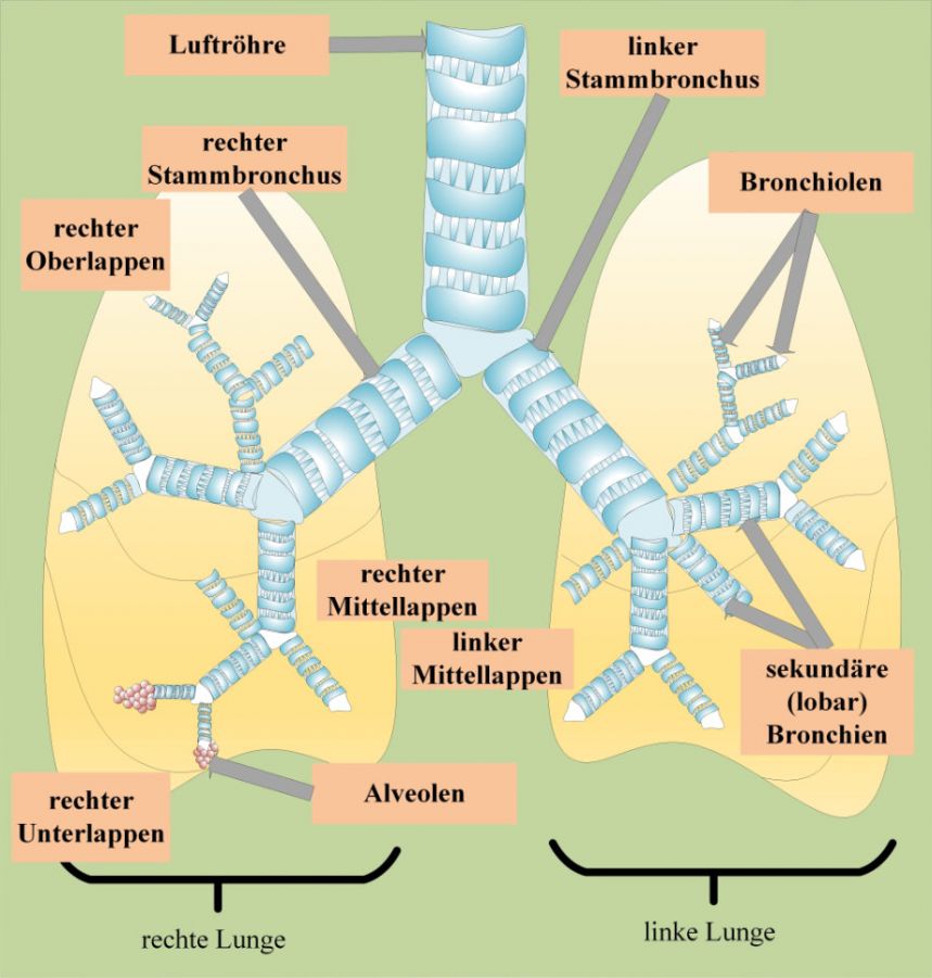 Die Lunge und ihre Anatomie