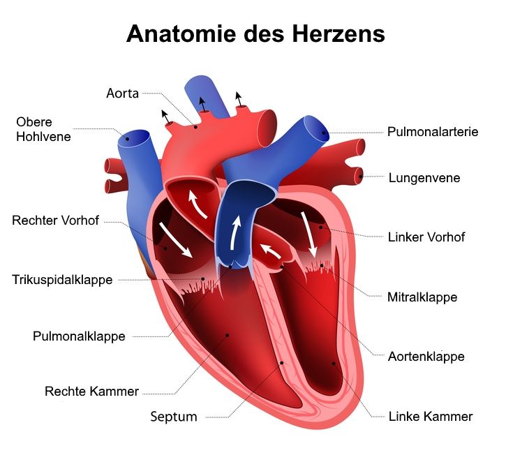 Anatomie des Herzen