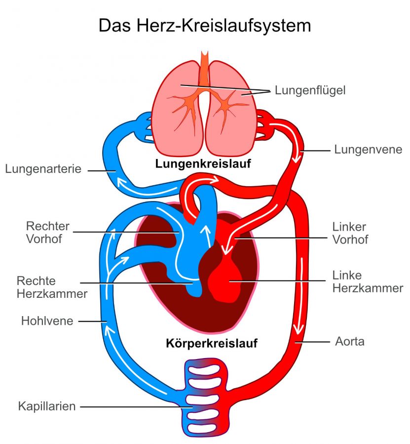 Herz-Kreislaufsystem