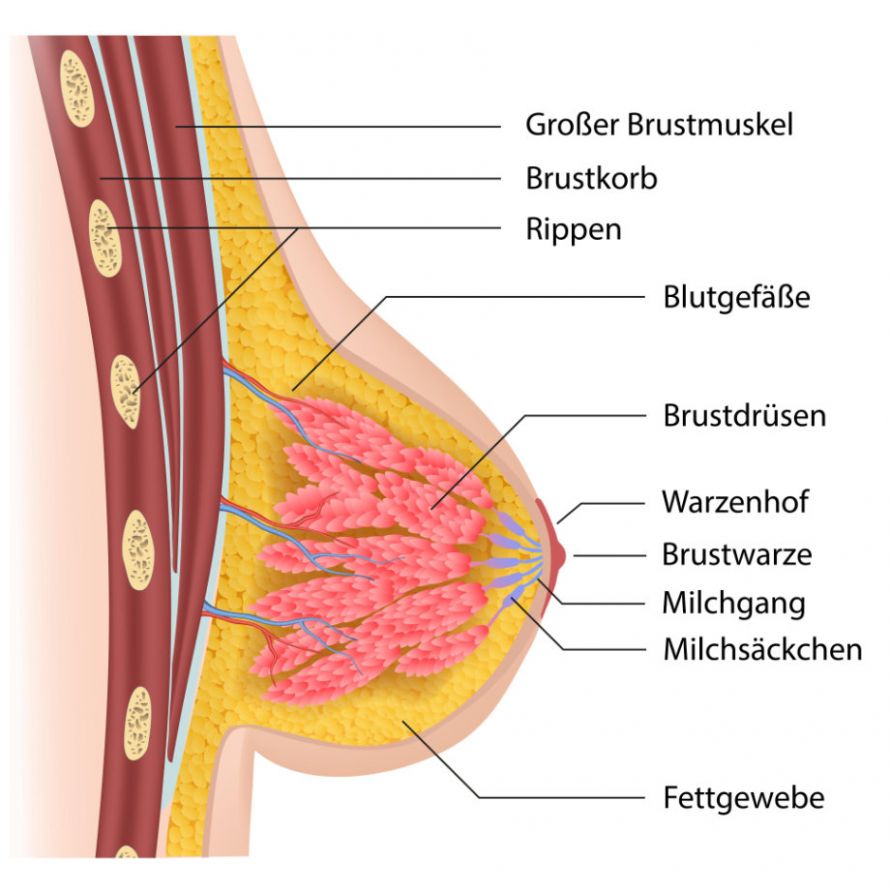 Anatomie und Aufbau der weiblichen Brust