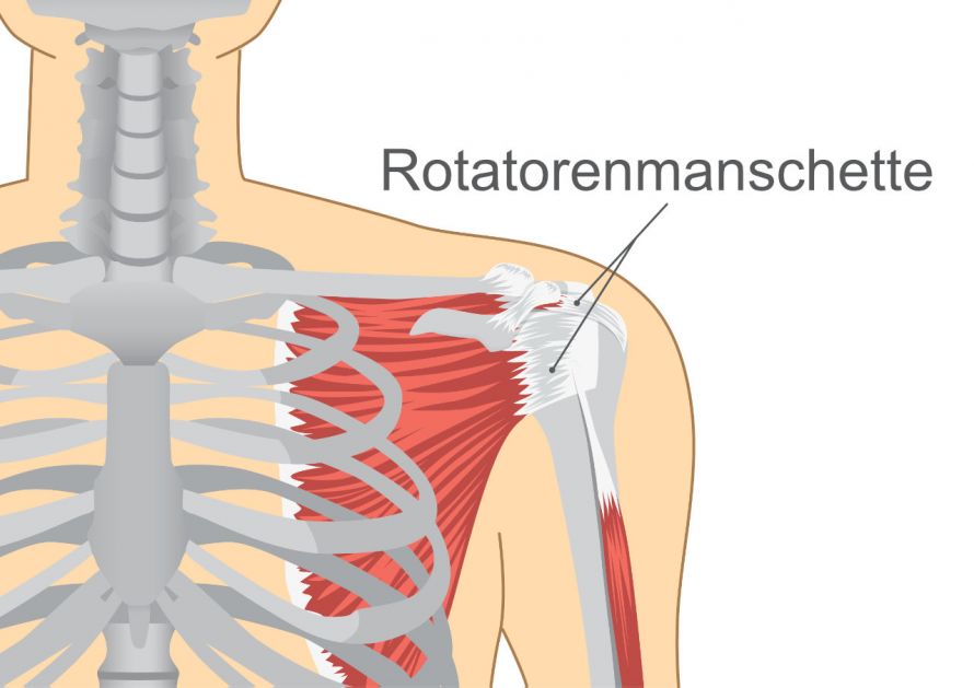 Anatomie der Rotatorenmanschette