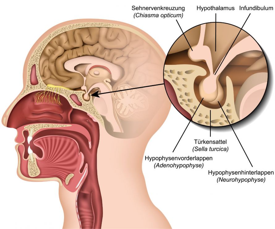 Anatomie der Hypophyse und des Hypothalamus im Gehirn