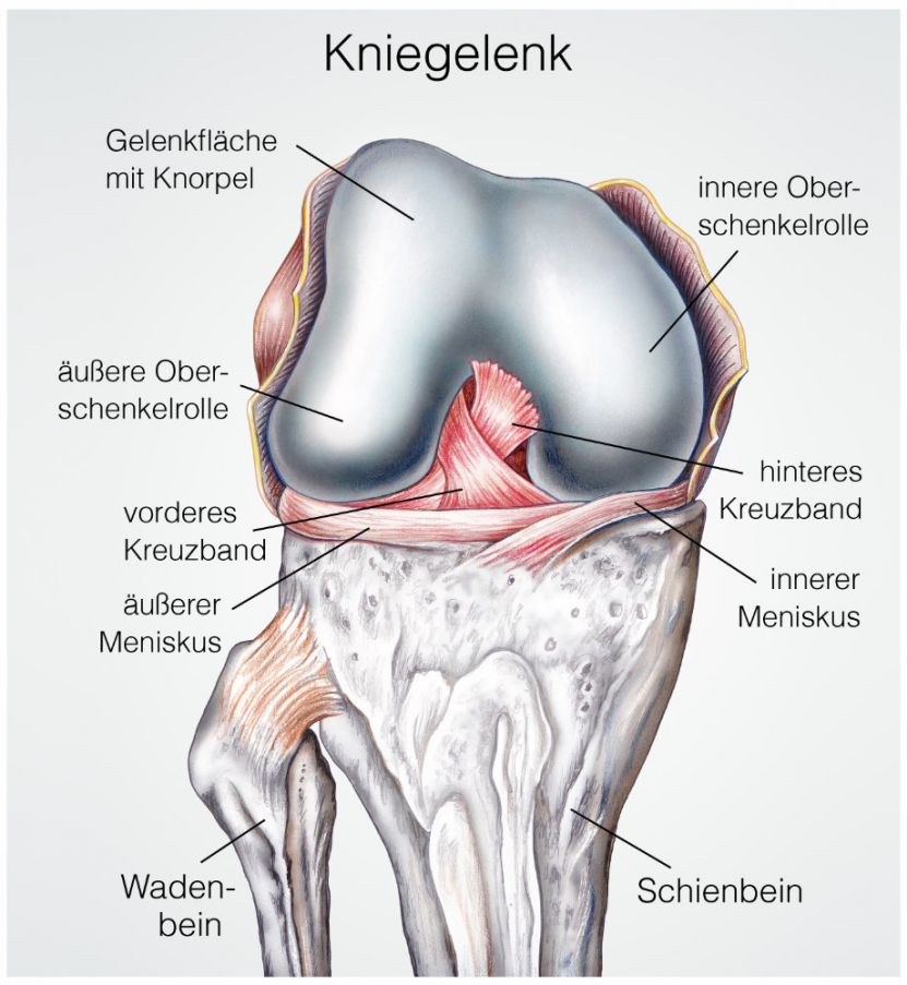 Die Anatomie des Kniegelenks