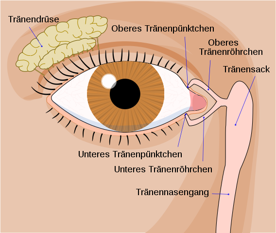 Anatomie des Tränenwegsystems des Auges