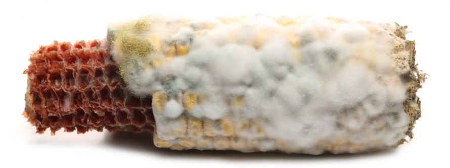 Schimmelpilz auf einem Maiskolben, unter anderem Aspergillus-Schimmel