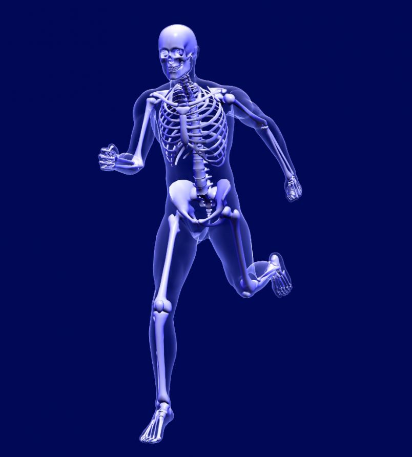 Das Knochenskelett beim rennenden Mensch