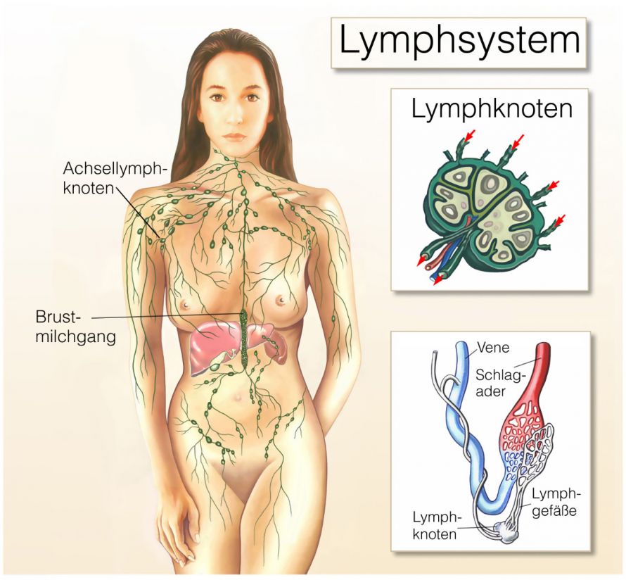 Das Lymphsystem und insbesondere die Achsellymphknoten