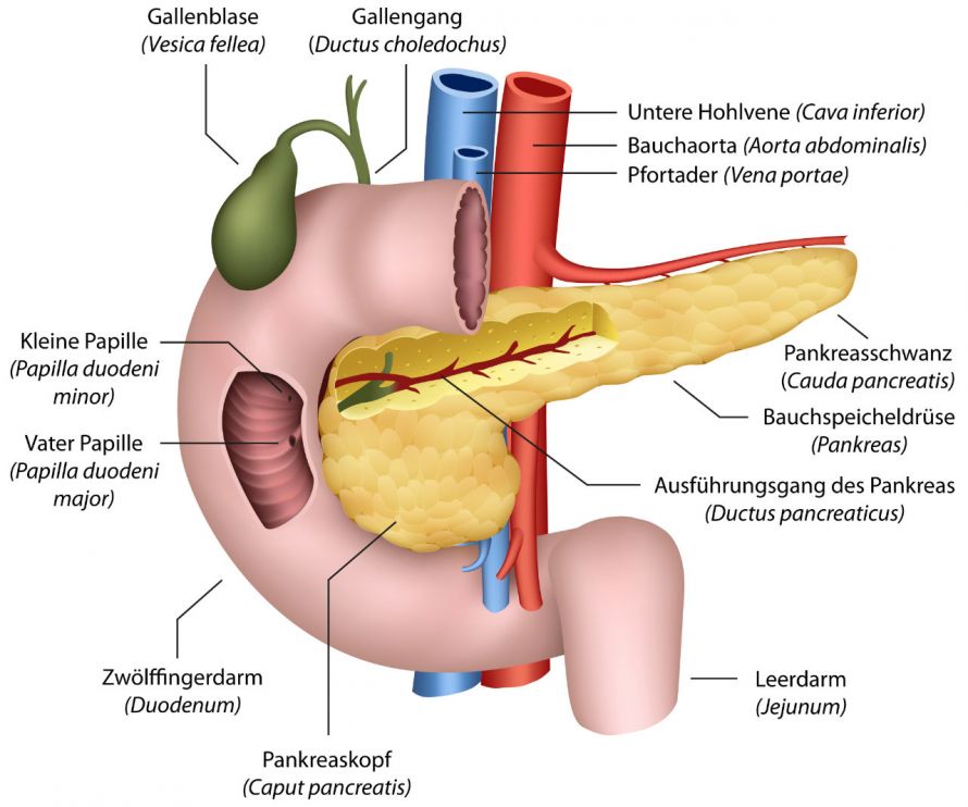 Anatomie der Bauchspeicheldrüse und der umliegenden Organe