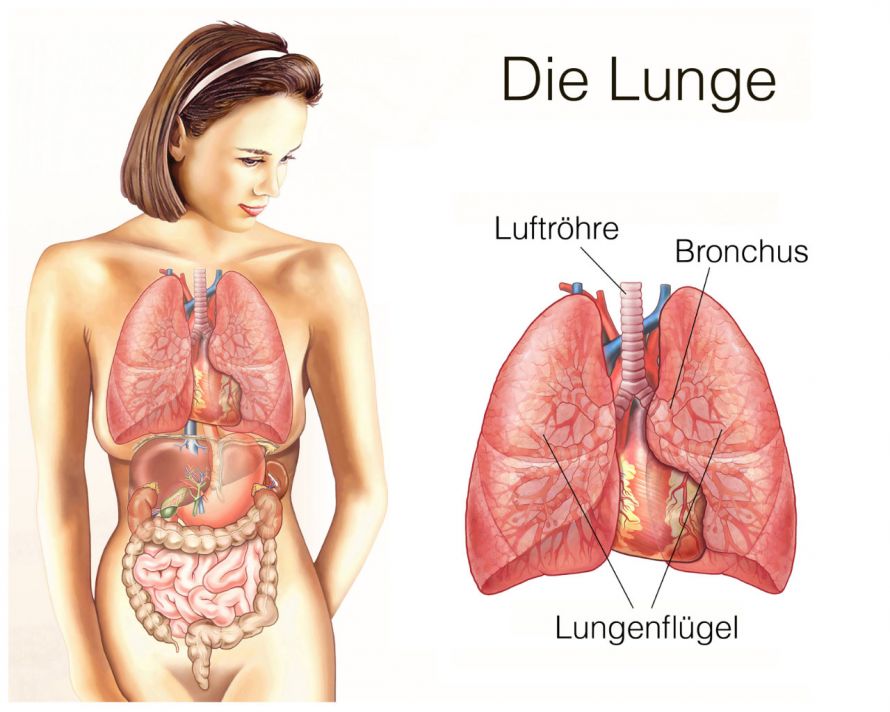 Anatomie der Lunge und der Atemwege