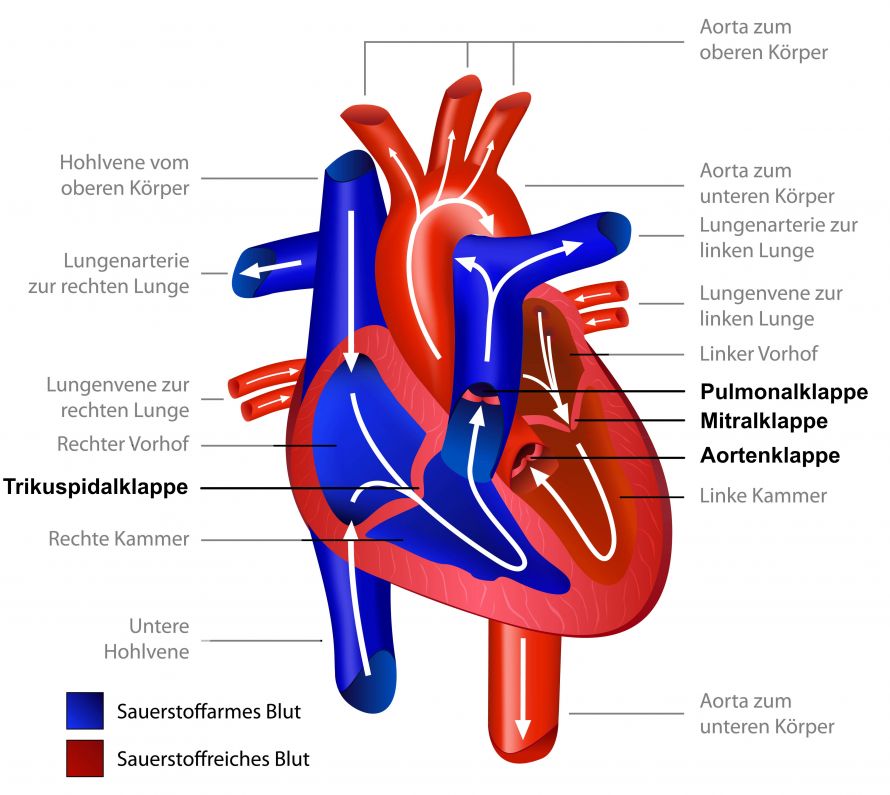 Anatomie des Herzens und der Herzklappen