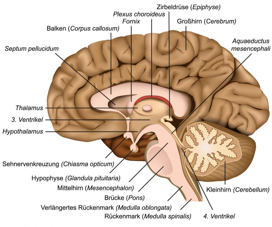 Die Anatomie des Gehirns