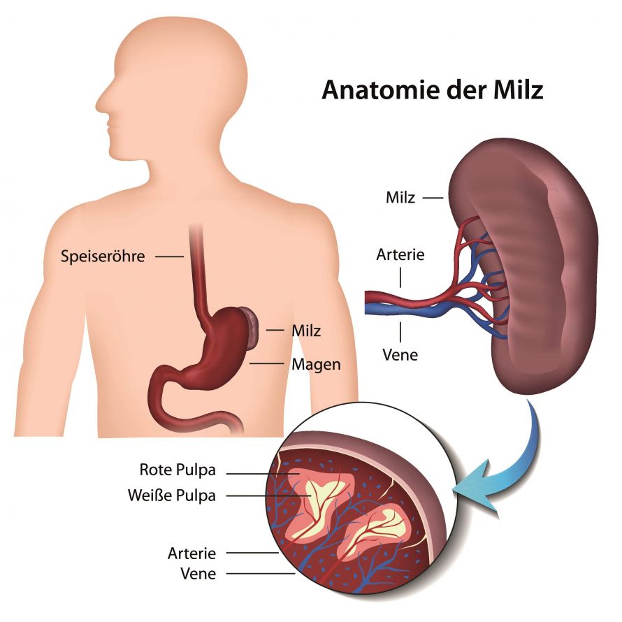 Anatomie Milz