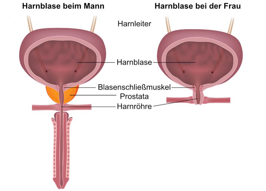 Anatomie der Harnblase bei Mann und Frau