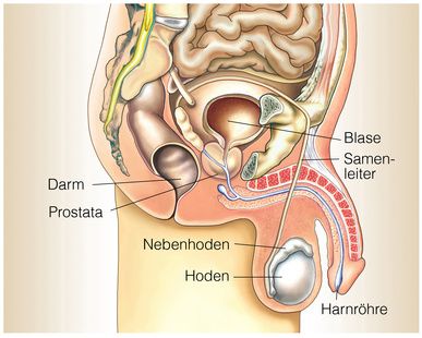 Anatomie Prostata